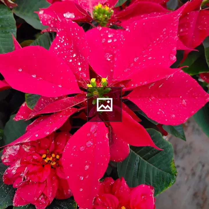 Poinsettia Close-up