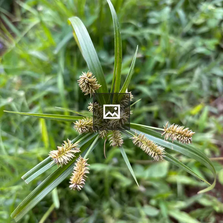 Wild sedge grass close-up