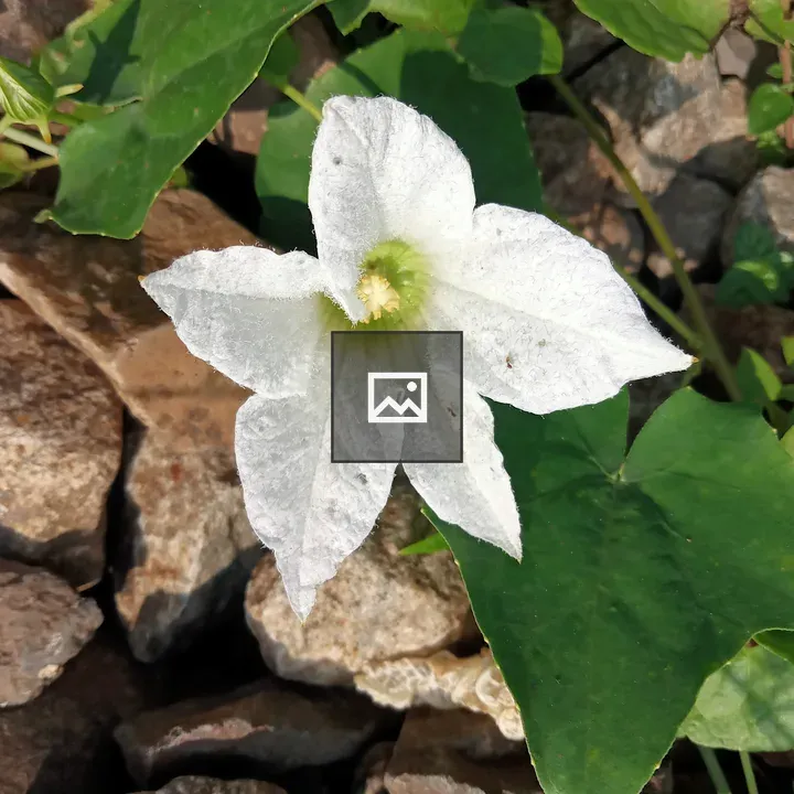 White star-like flower close-up