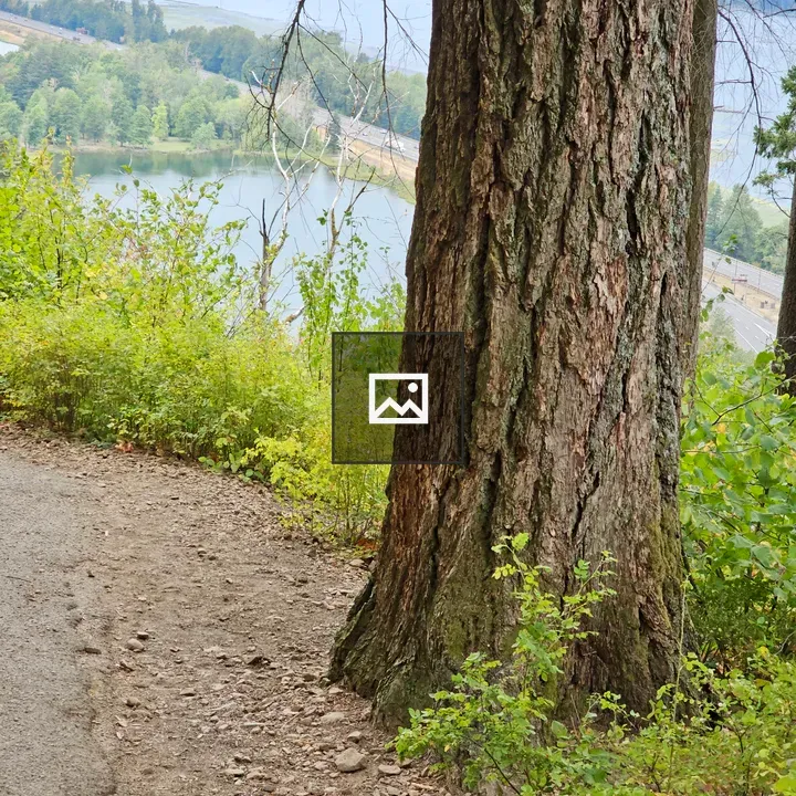 Tree trunk beside dirt trail
