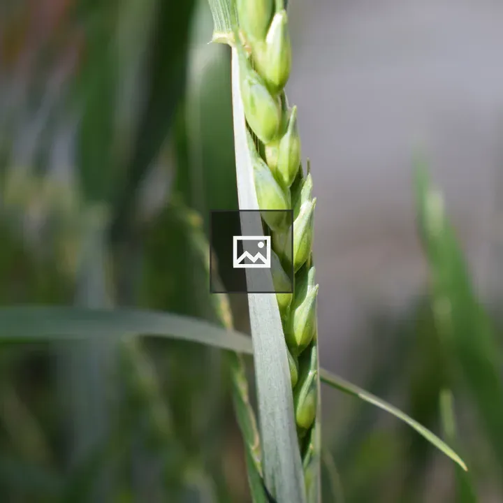 Green grass stem macro
