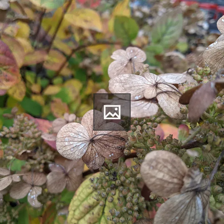 Dried autumn leaves and flowers