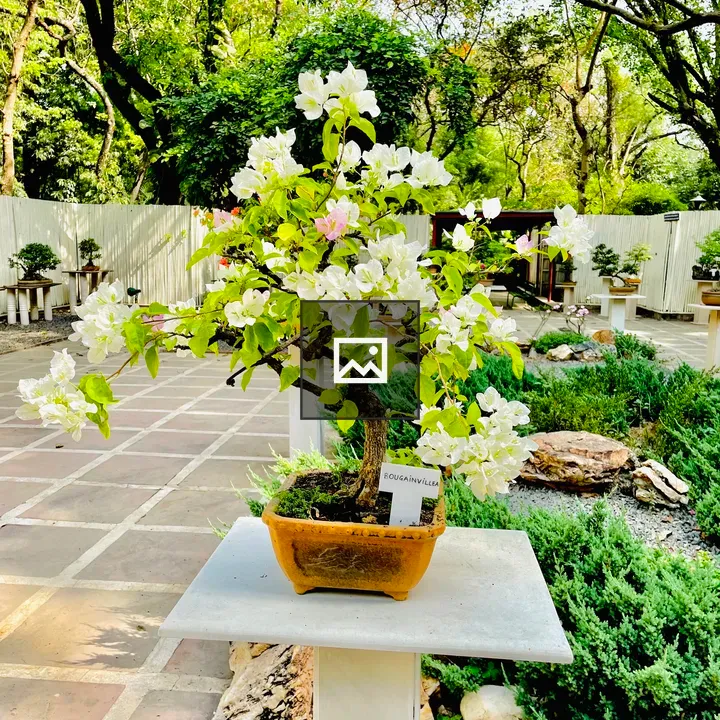 Bougainvillea Bonsai from Lodhi Garden