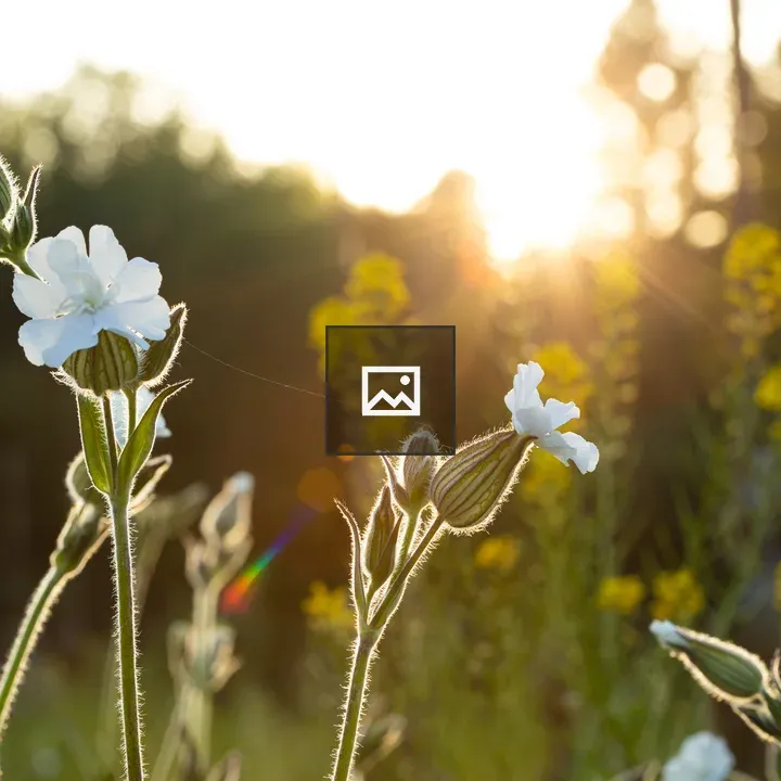 White flowers in morning light