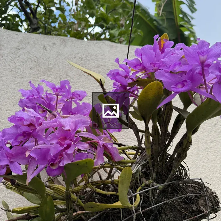 Guaria Morada Orchid