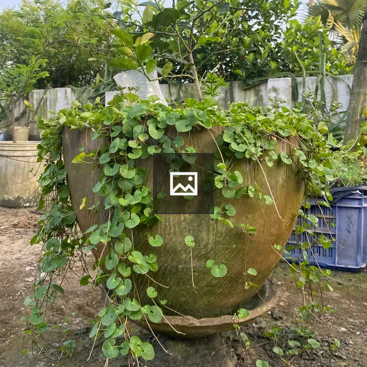Clay pot with green vines
