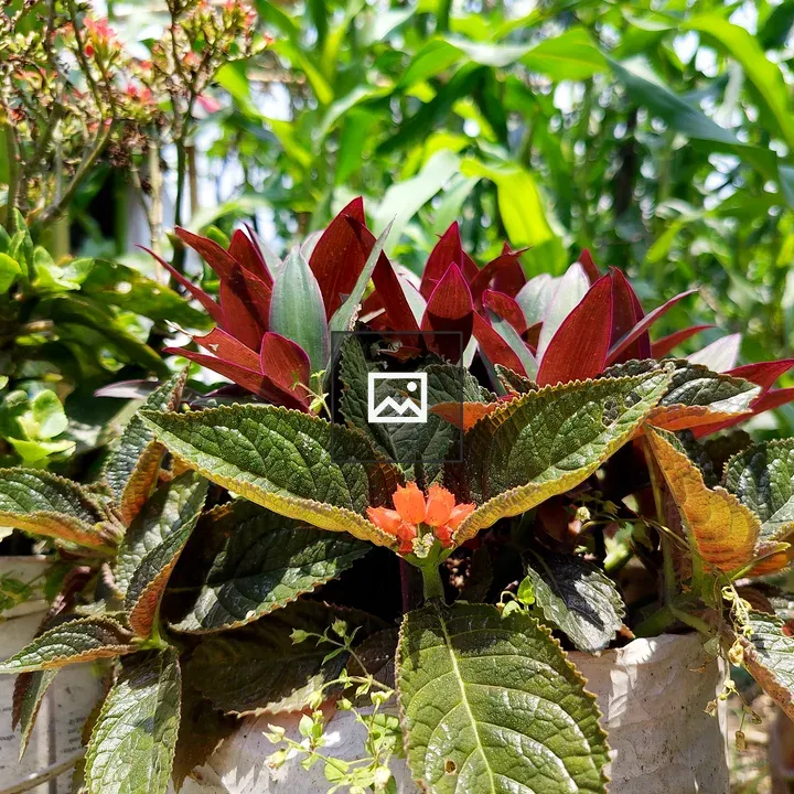 Vibrant Garden Scene with Foliage