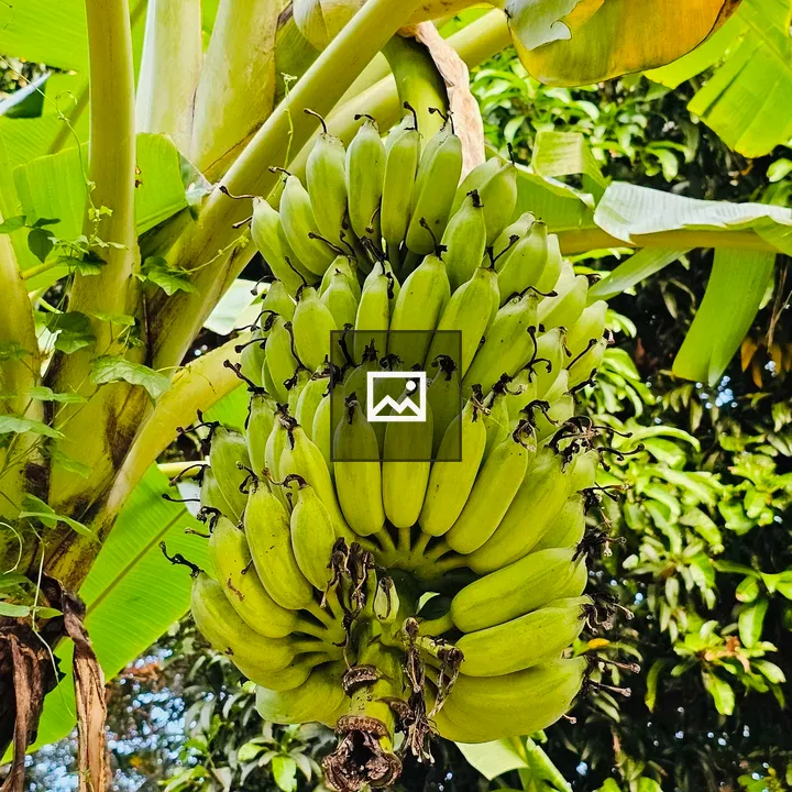 Banana bunch from Palakkad