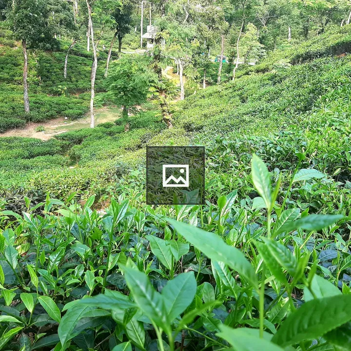 Sylhet Tea Garden hillside