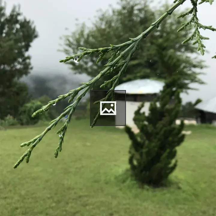 Branch with green needles and droplets