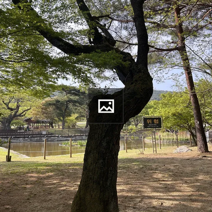 Twisted tree trunk foreground