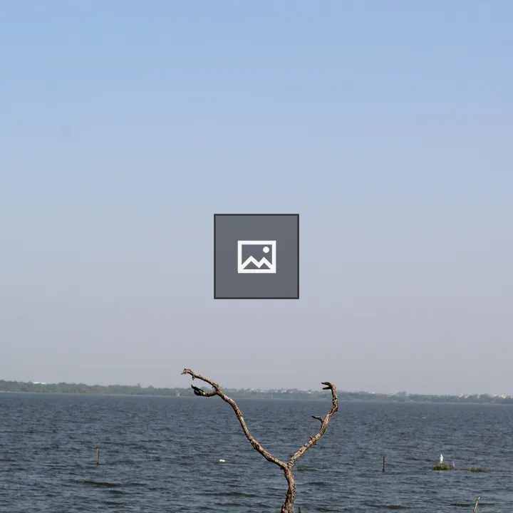 Dry tree by lake with birds