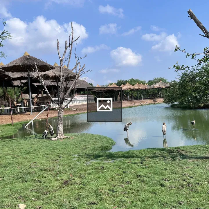 Giraffes in Sunny Zoo Enclosure