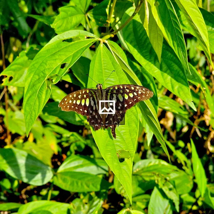 Graphium agamemnon Butterfly