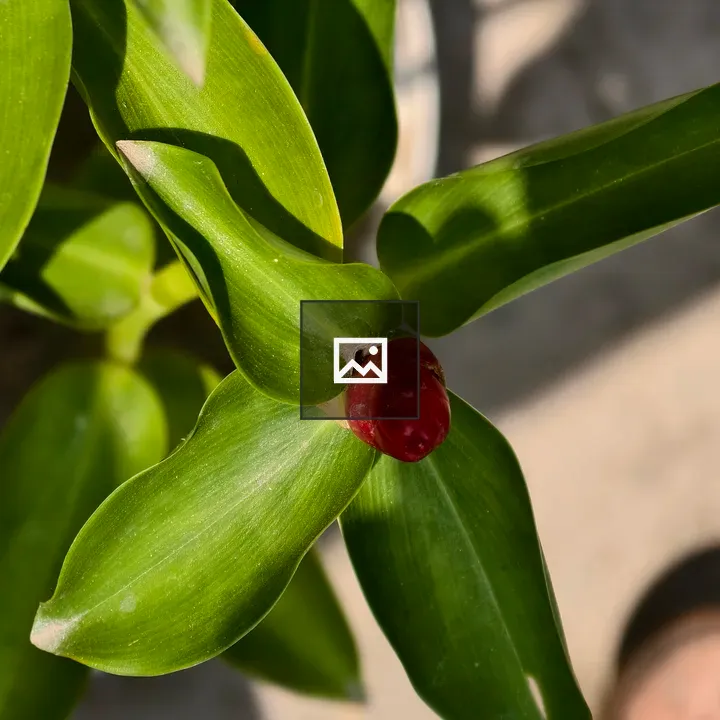 Dark red flower bud