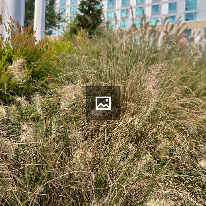 Tall grasses with seeded heads