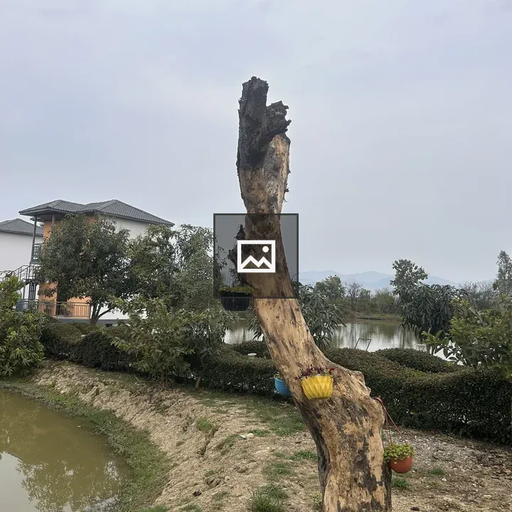Bare tree trunk with hanging pots