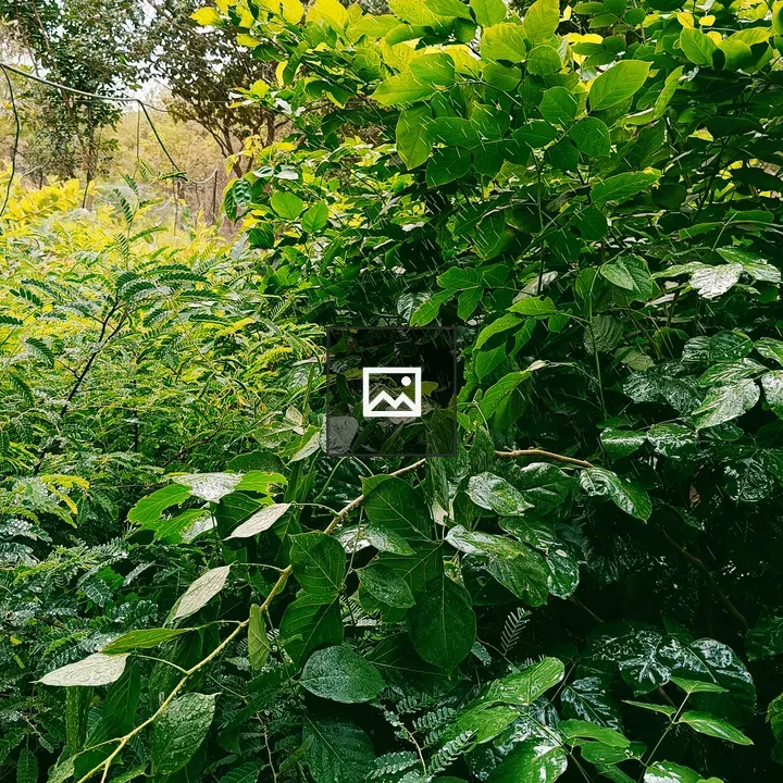 Garden in Rain