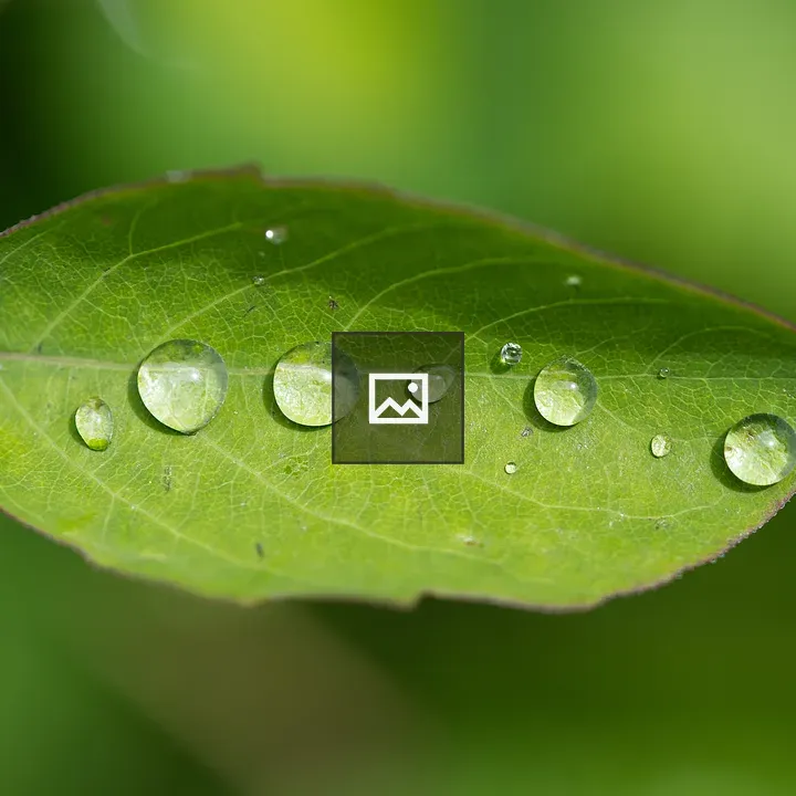 Close-up Green Leaf with Water Droplets