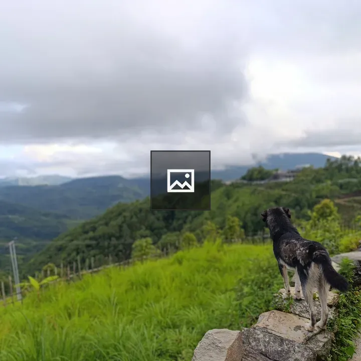 Dog on rocky ledge looking over green hills