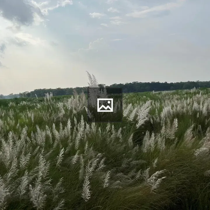 Chitwan Forest with Elephant Grass