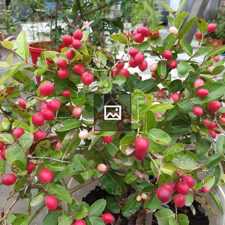 Potted plant with red and pink fruits
