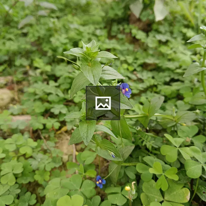 Green Leaves and Blue Flowers