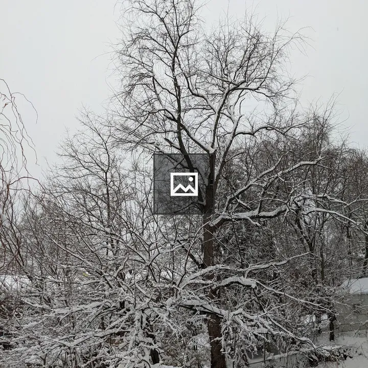 Snow Covered Trees
