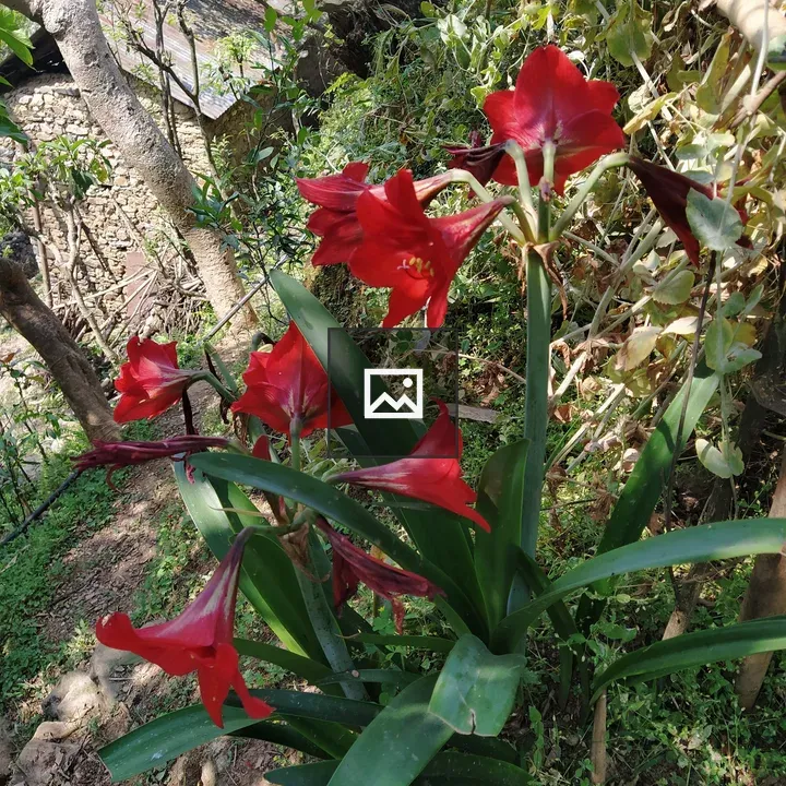 Cluster of red trumpet flowers