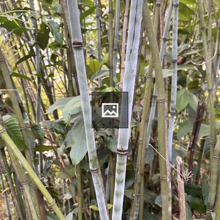 Bamboo stalks dense cluster