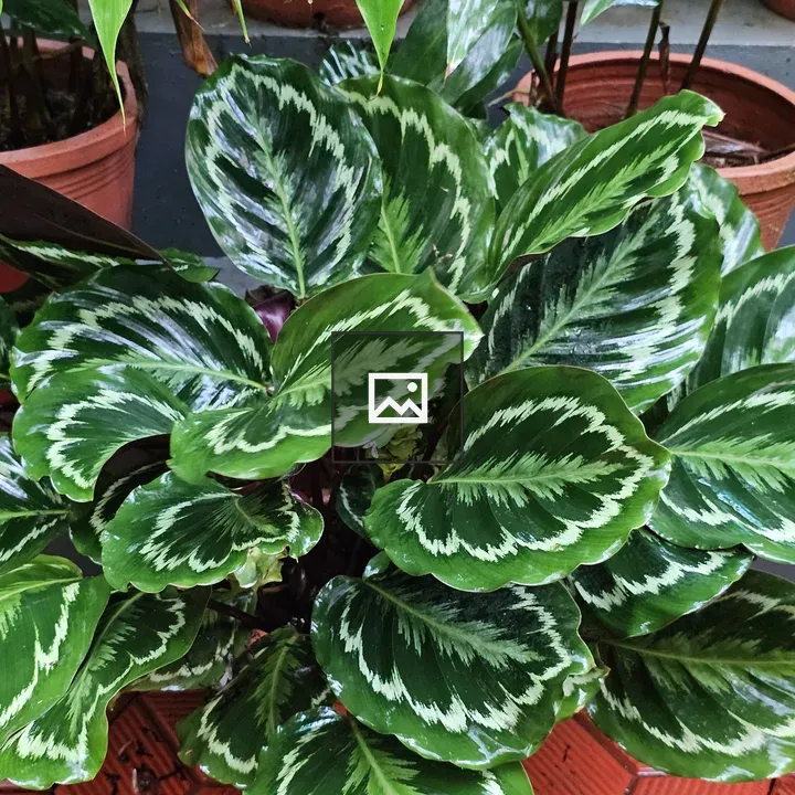 Calathea Medallion Plant