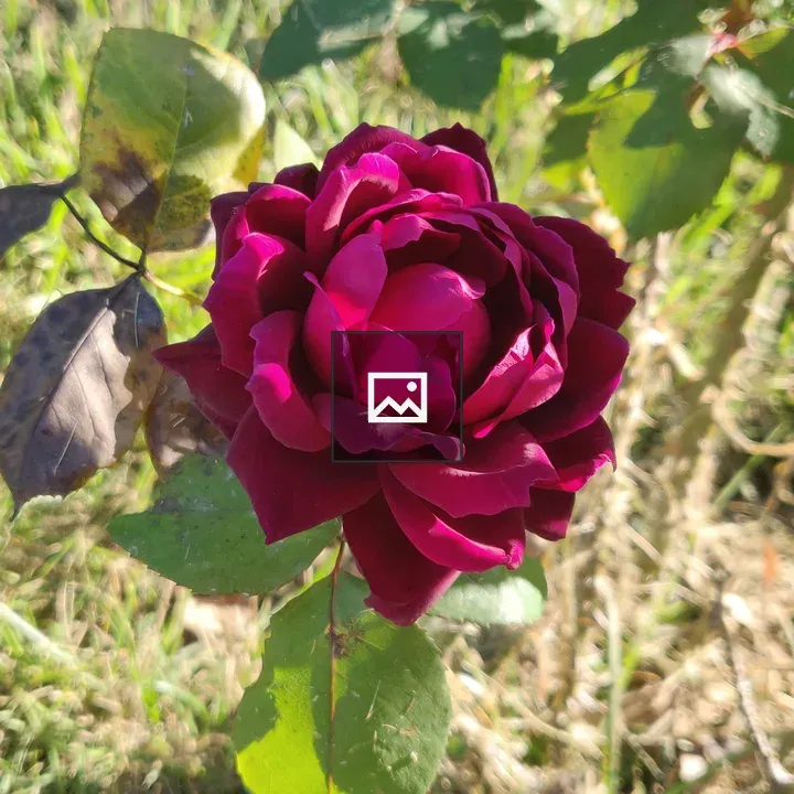 Deep red rose