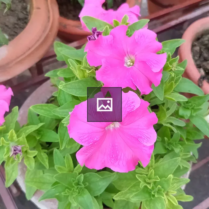 Pink Petunia in Terracotta Pot