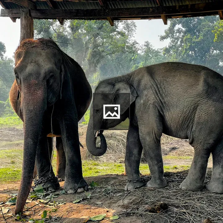 Elephants Under Shelter in Forest
