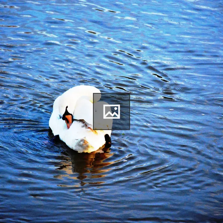 Mute Swan with Leg Tag