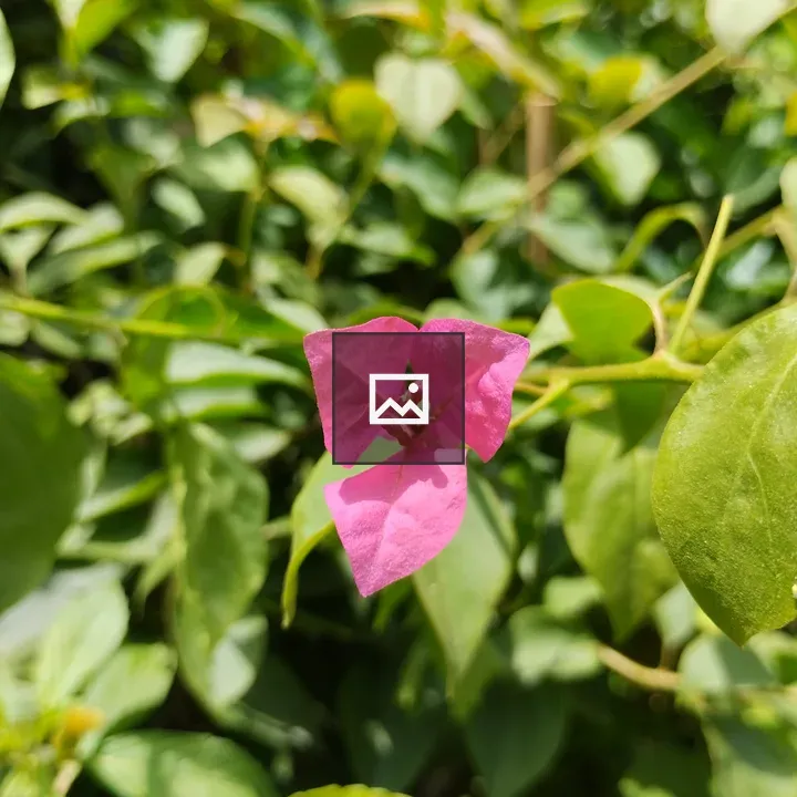 Bougainvillea Flower in Sunlight