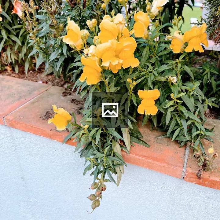 Snapdragon flowers along planter bed