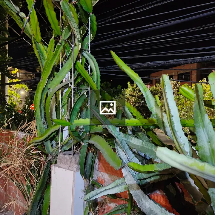 Climbing cactus at night