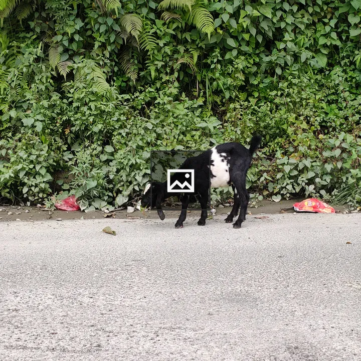 Goat on Road by Hedge