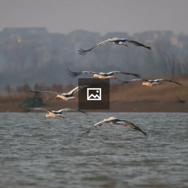 Storks in Flight over Qingshan Lake