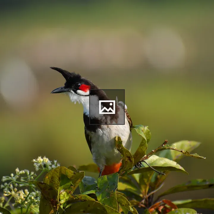 Red-whiskered Bulbul on Leaves