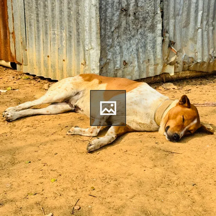 Dog resting beside metal wall
