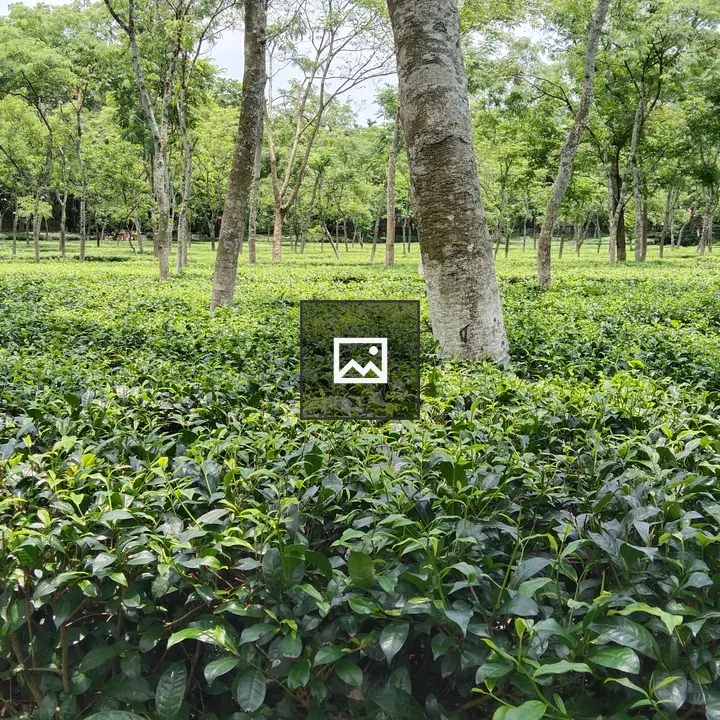 Sylhet Tea Garden View
