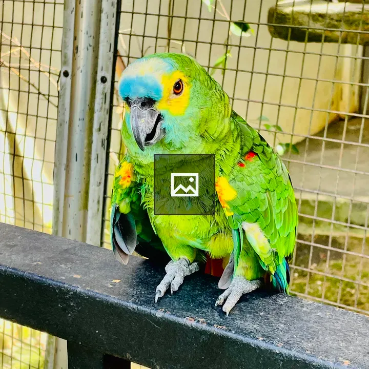 Blue-fronted Amazon Portrait