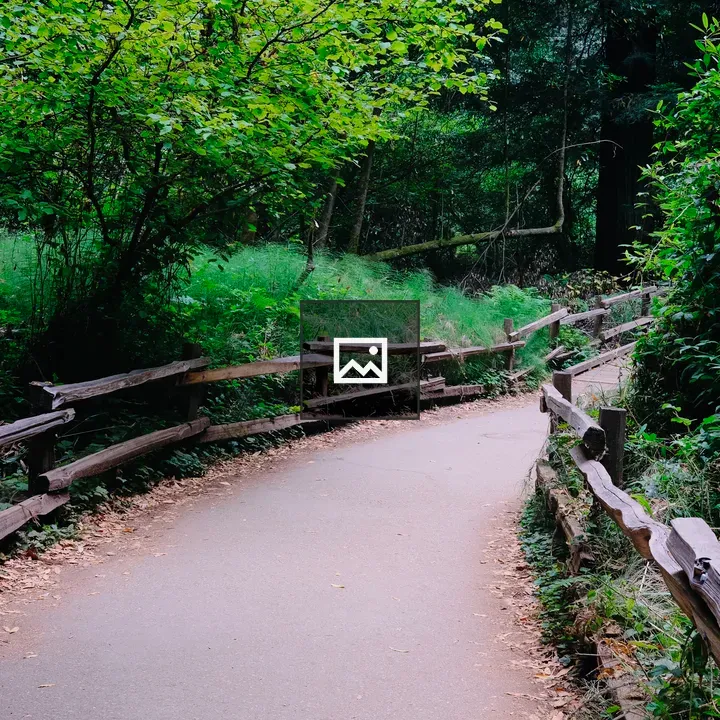 Forest path in Muir Woods
