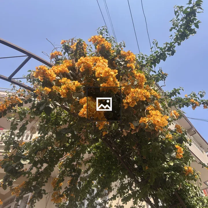 Bougainvillea Climbing Archway