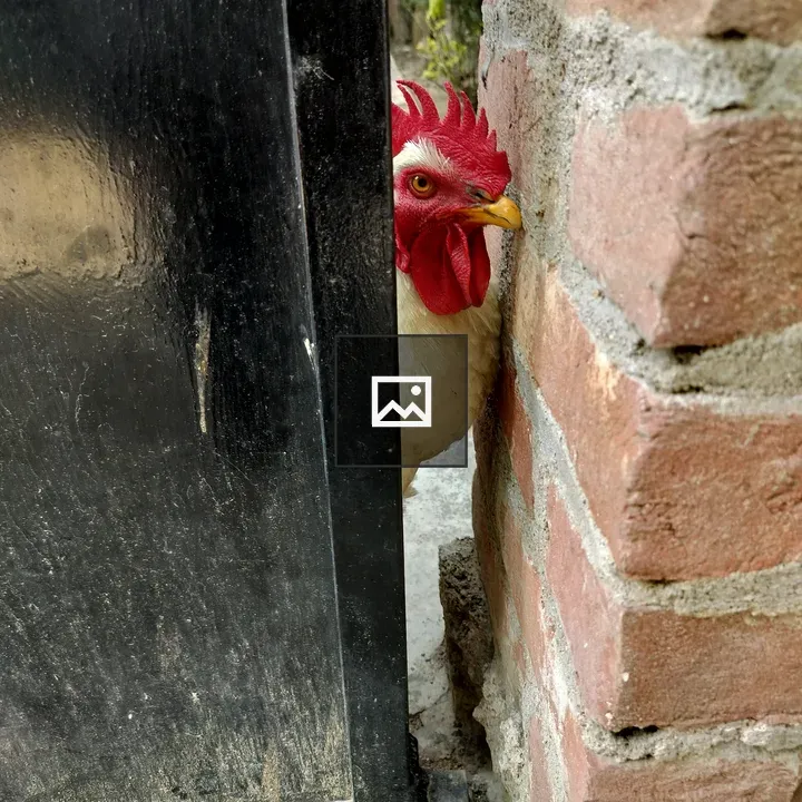 Brown hen on gate