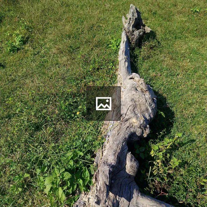 Gnarled Driftwood on Grass