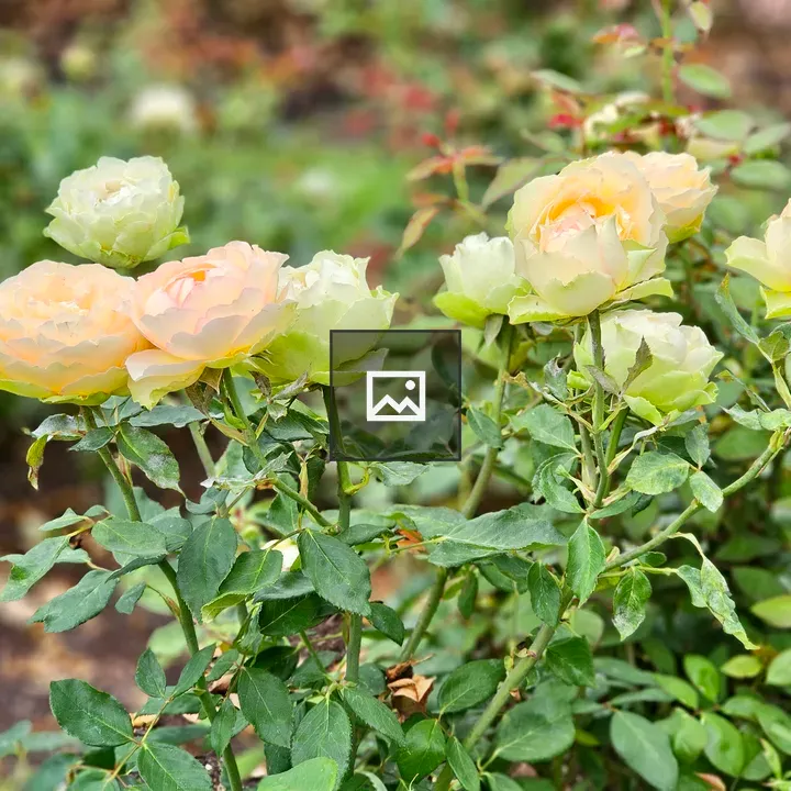 Pale yellow roses in soft light