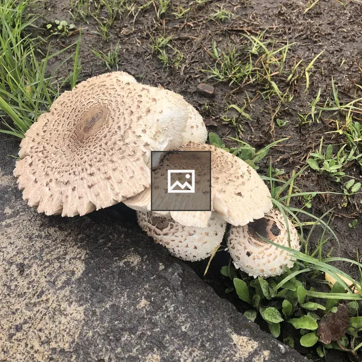 Cluster of pale mushrooms by path